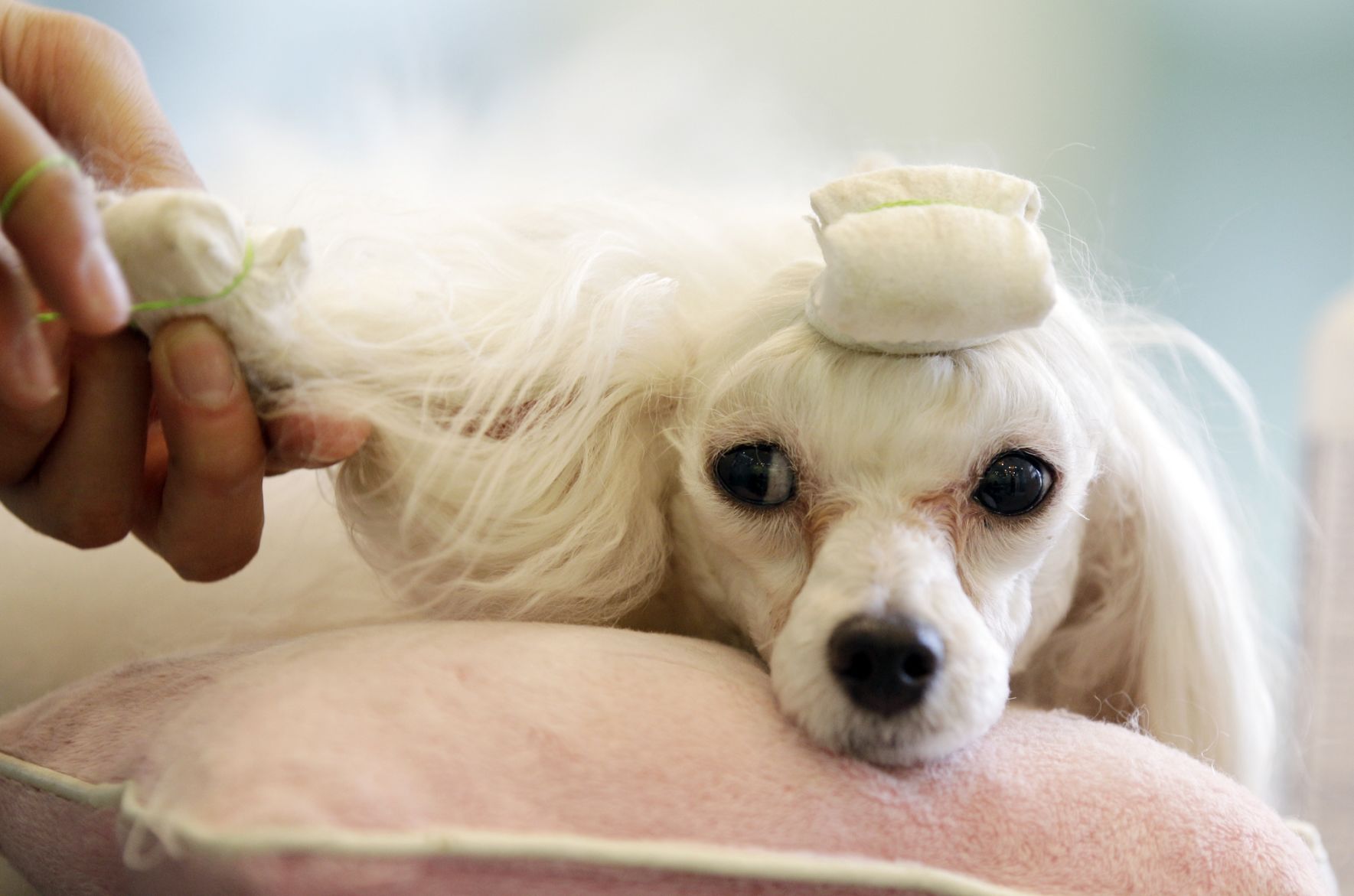 South Korea Pet Hotel